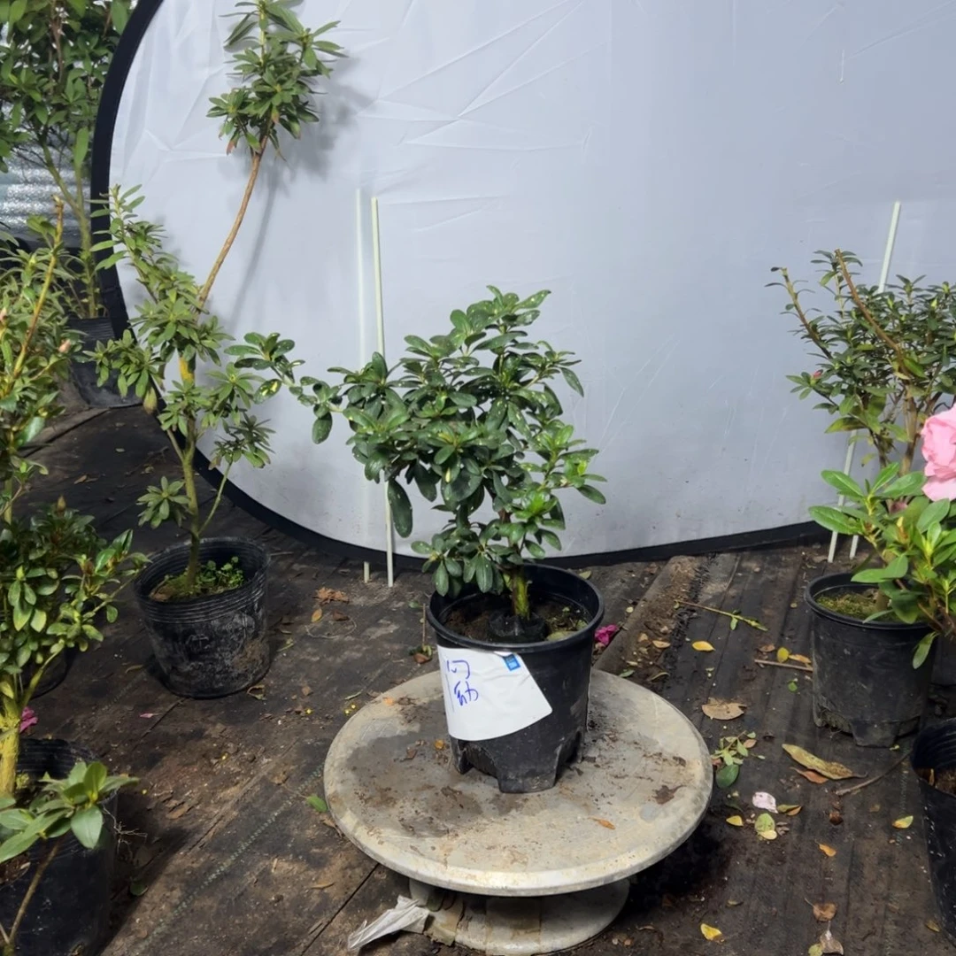 九***艺完全开放心动黄金