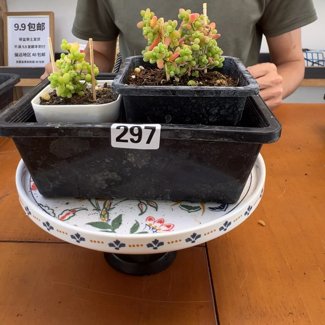 枝干番杏多肉植物297