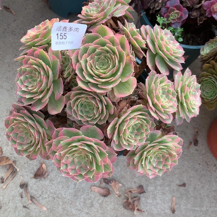 155粉海王多肉特价不售后