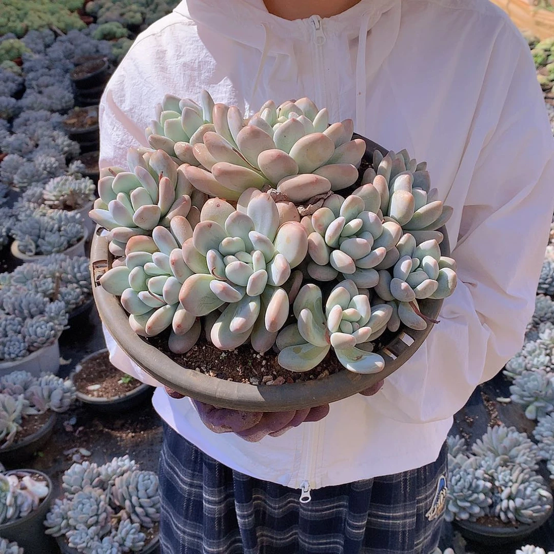 香水19.8 多肉植物