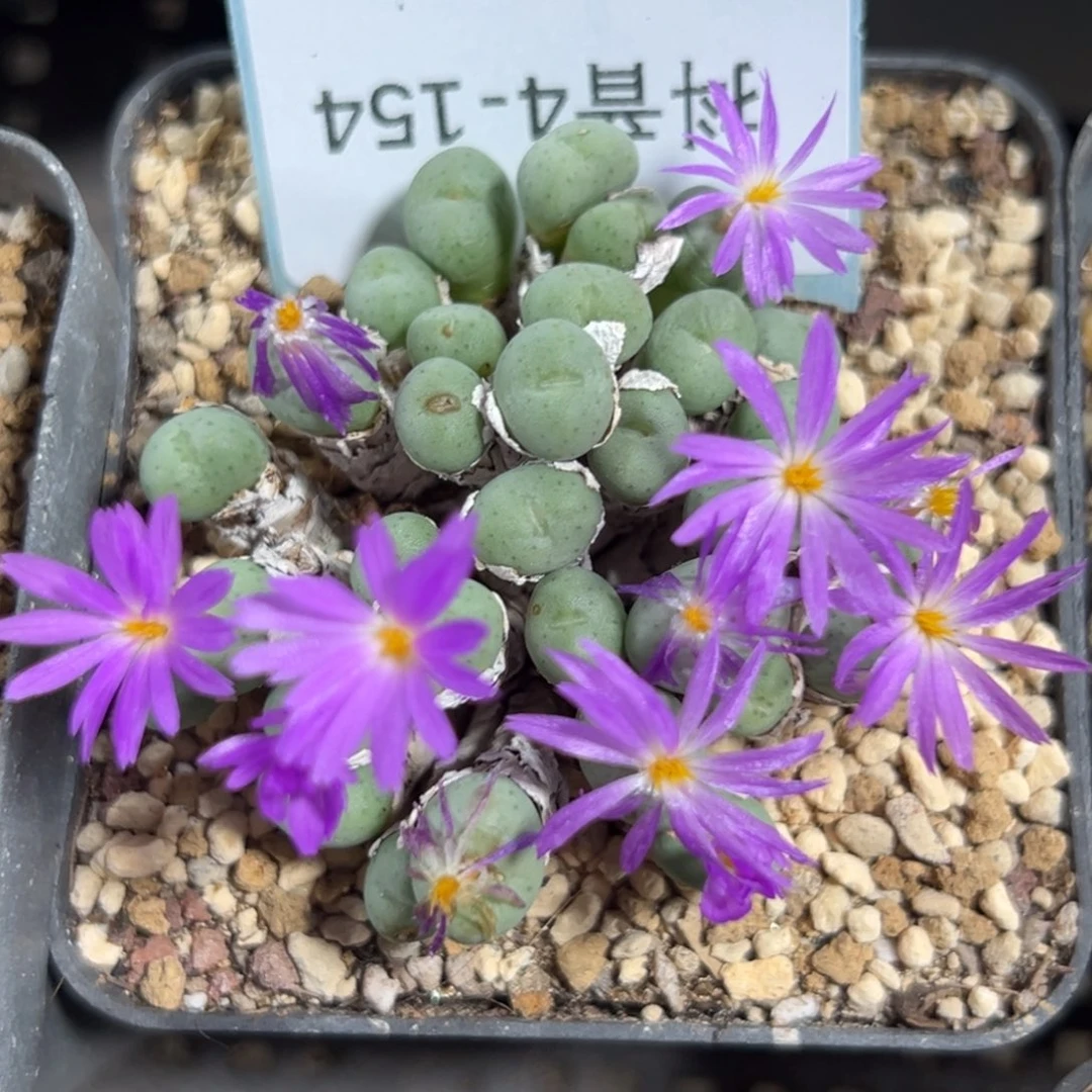 4-154肉锥多肉植物