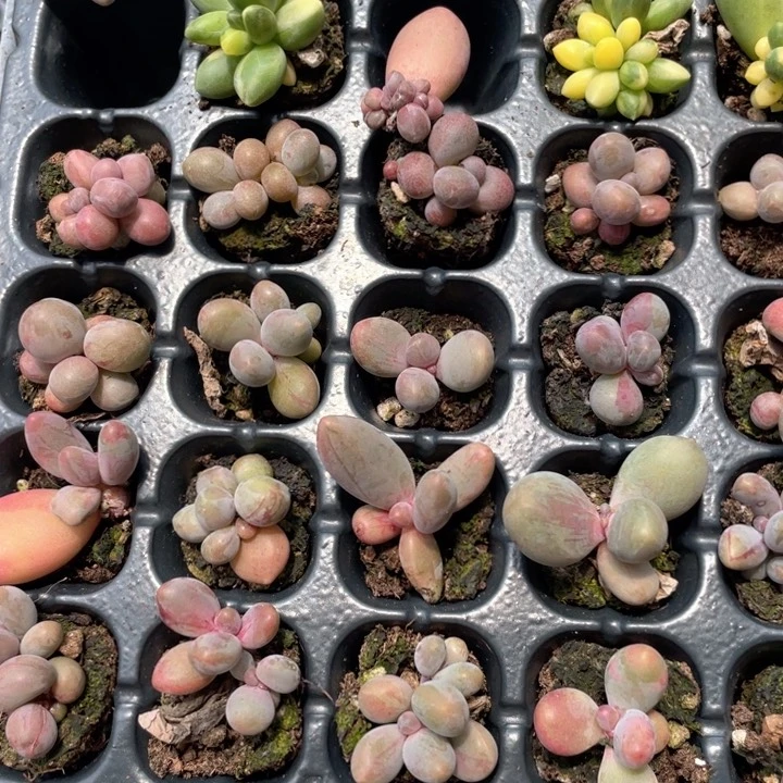 糖果拉丝穴盘随机发满18包邮