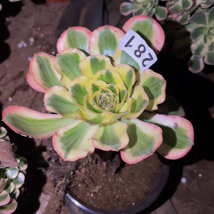 281燕姿超白多肉植物