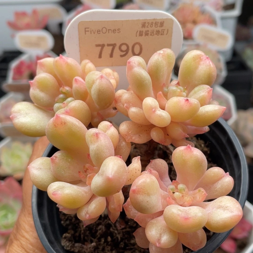 比尔盖茨7790-9.0厘米
