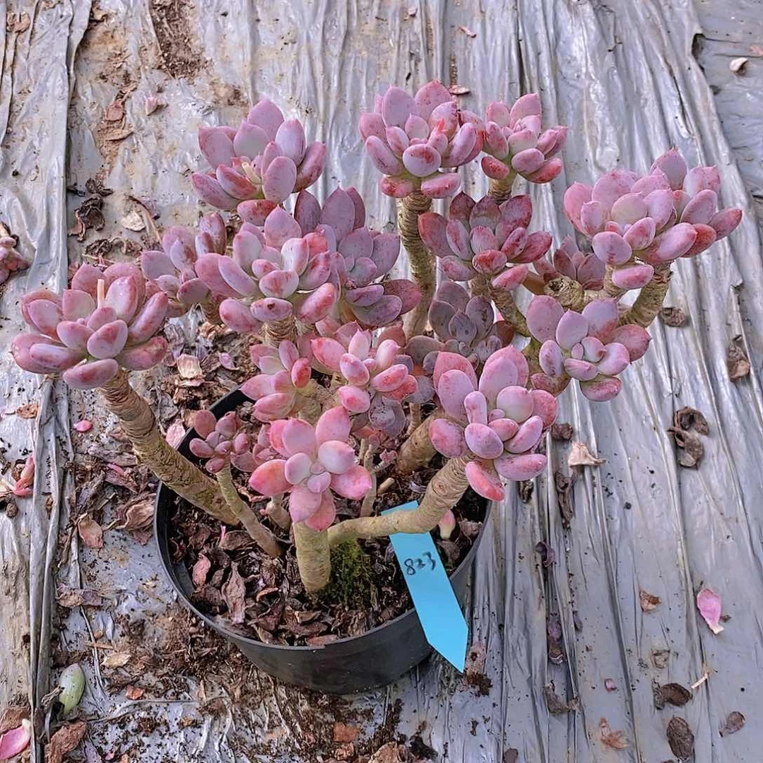 云**轻823有断头介意勿拍