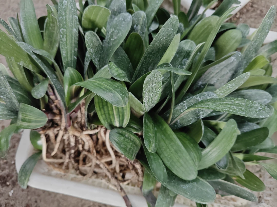 换土季淘汰君子兰小苗，瑕疵苗，不退不换。