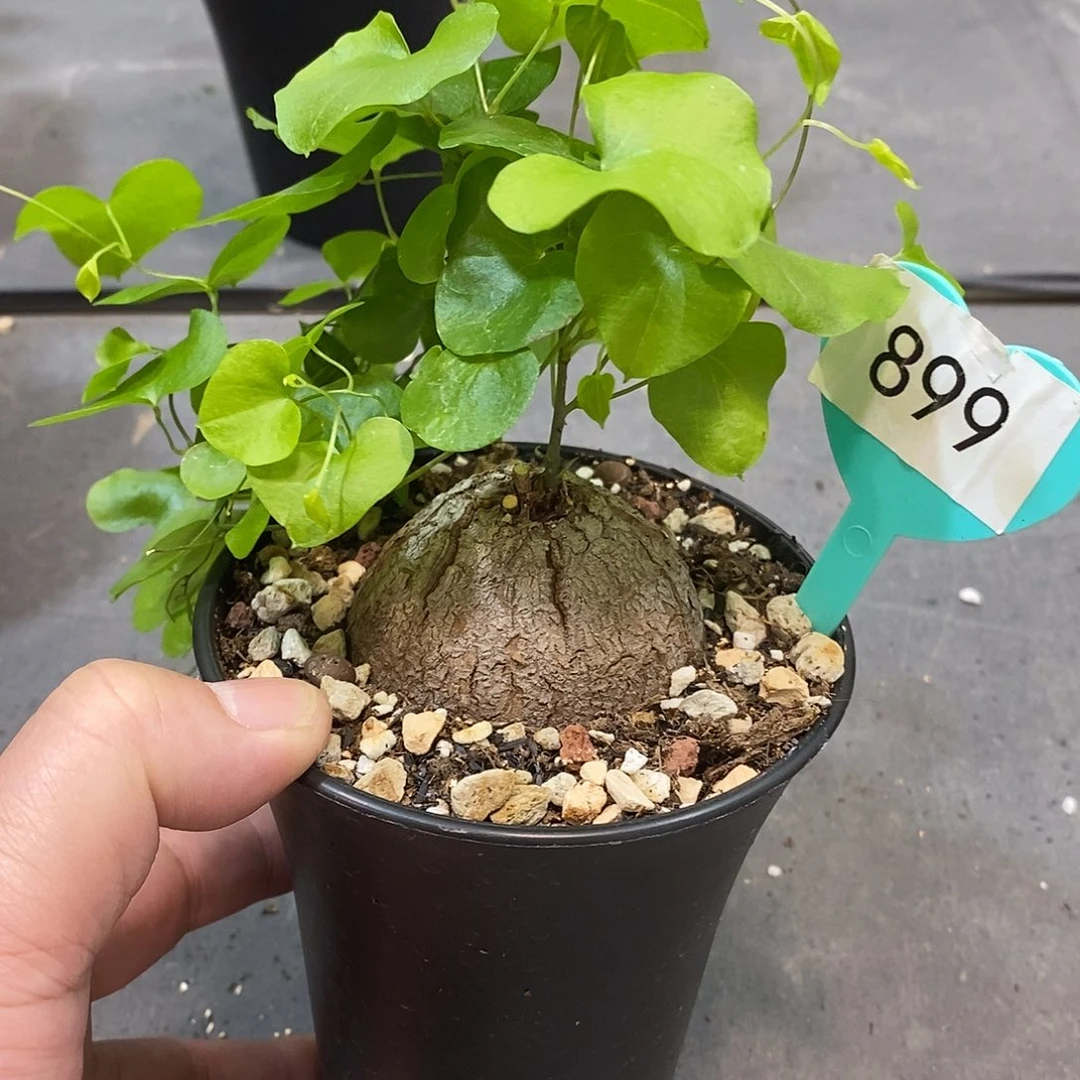 南非龟甲龙龟甲龙