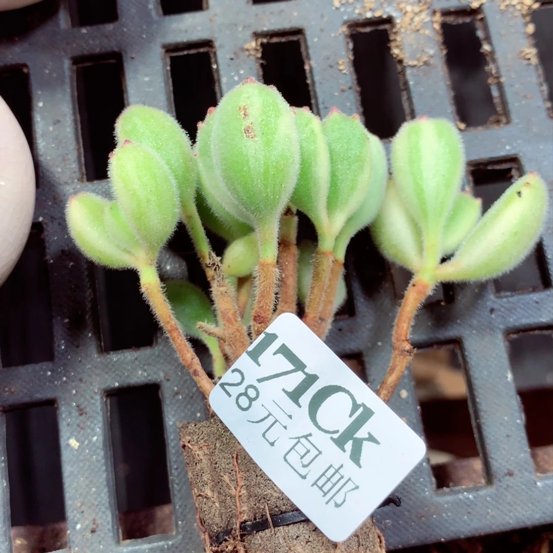 5厘米盆精控多肉171