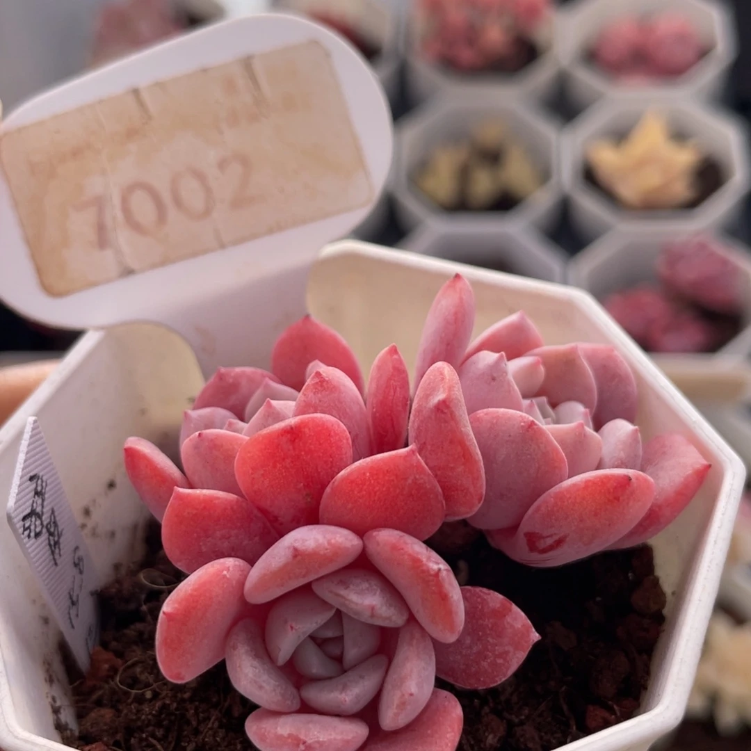 拉皮7002-5.5厘米