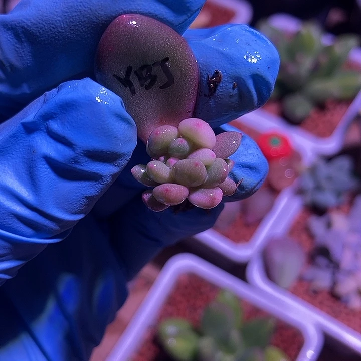 雨宝美人锦多肉植物