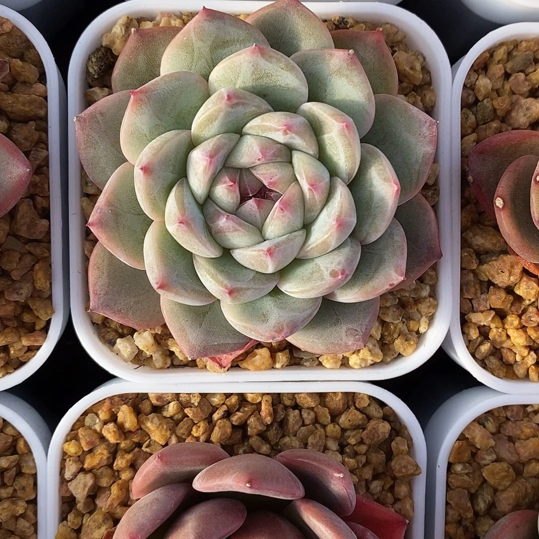 新品珍妮满28发货