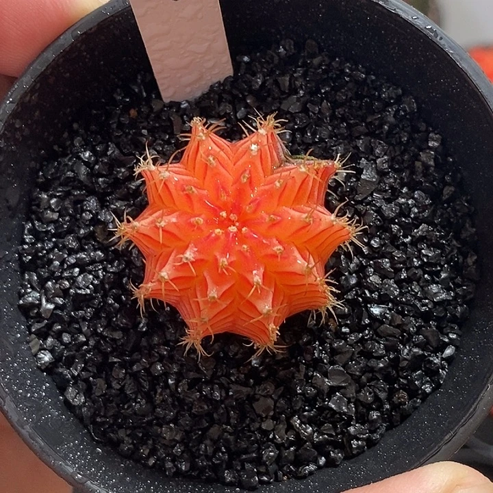 精品米哈—脱土发货34