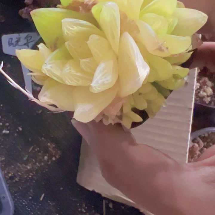 玉露精品多肉植物大战