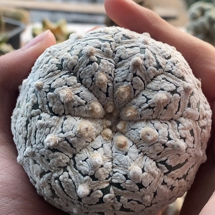 落地无根碎花v兜226