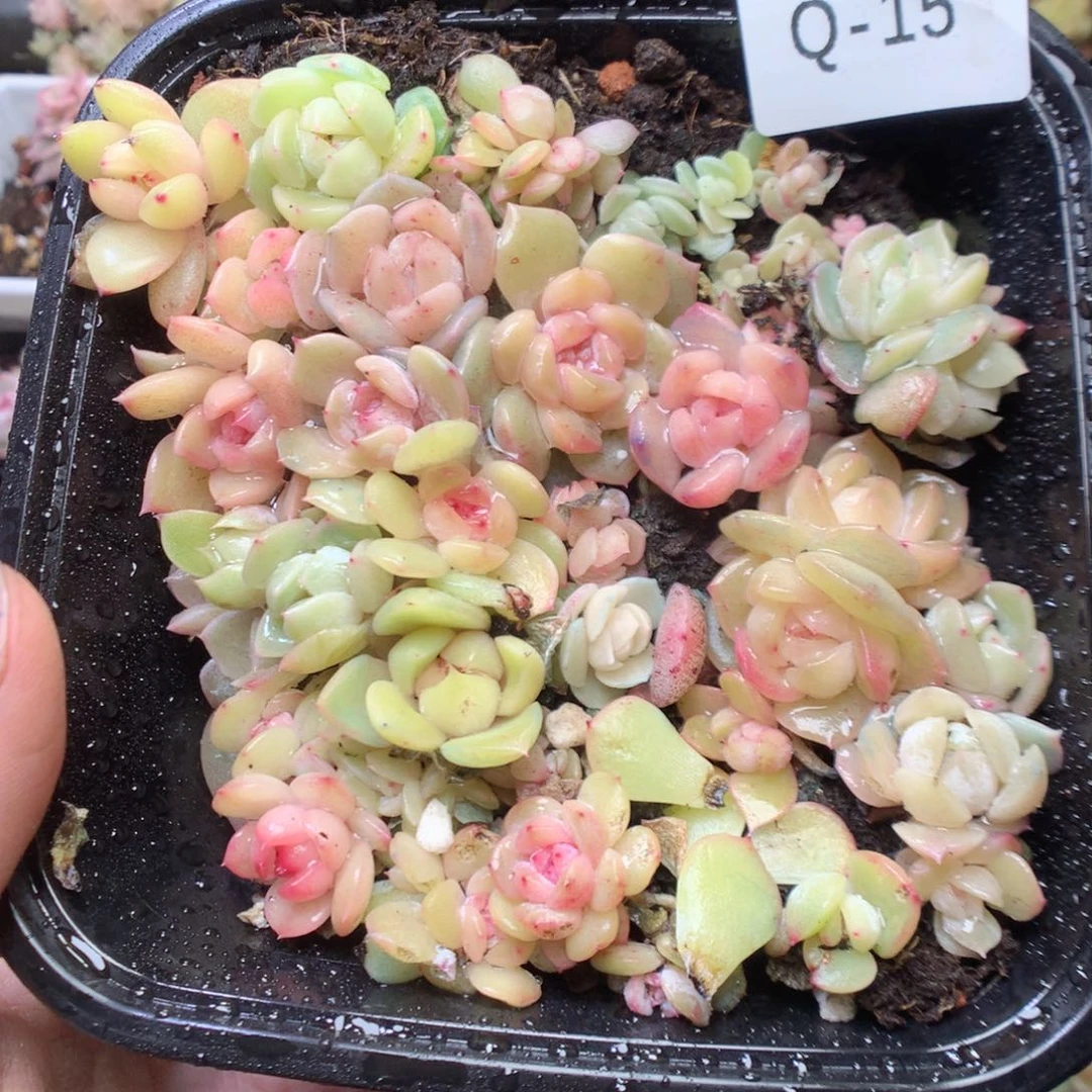 无花朵Q15 yyyyyyyy