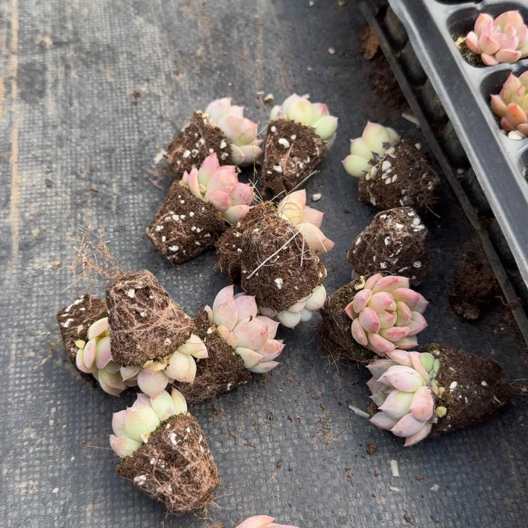 月影杂交二十颗量拍2-31穴盘左五