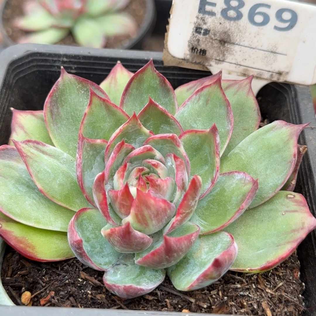 惊鸿一物一拍包装收缩花旱869