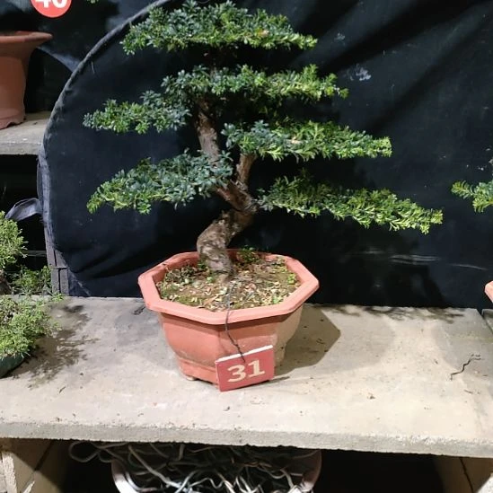 无花朵红芽珍珠罗汉松盆景老桩老盆口的货
