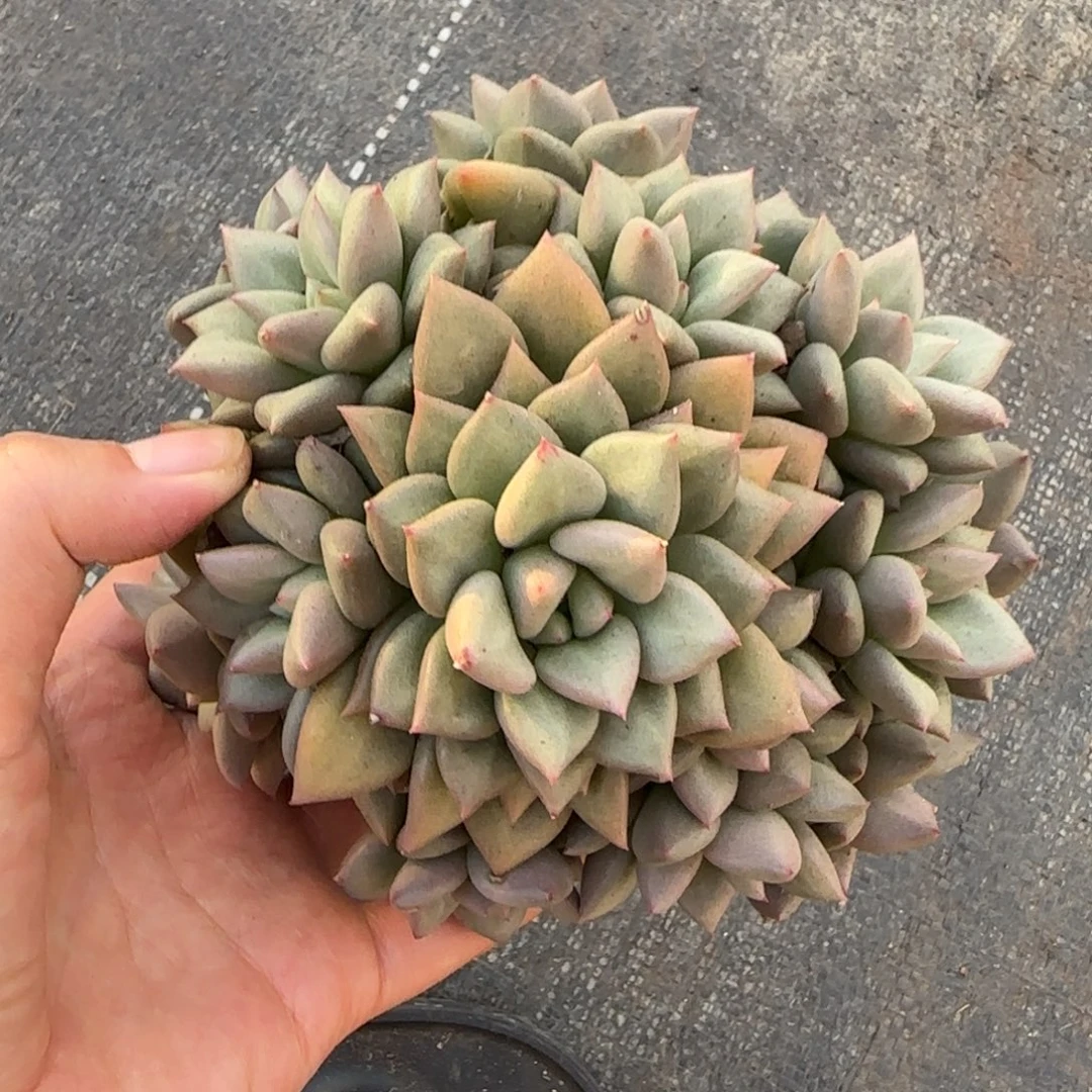 多肉植物一物一拍