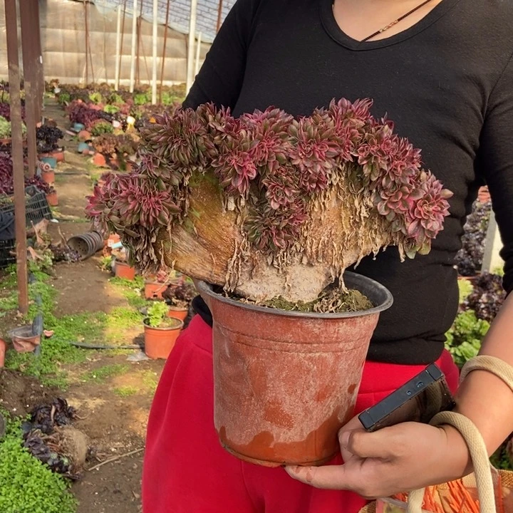 徐****包068荔枝倾城缀化老桩