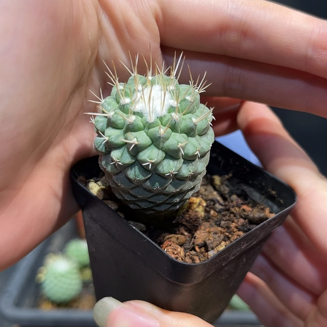 2.5cm实生菊水有点徒长