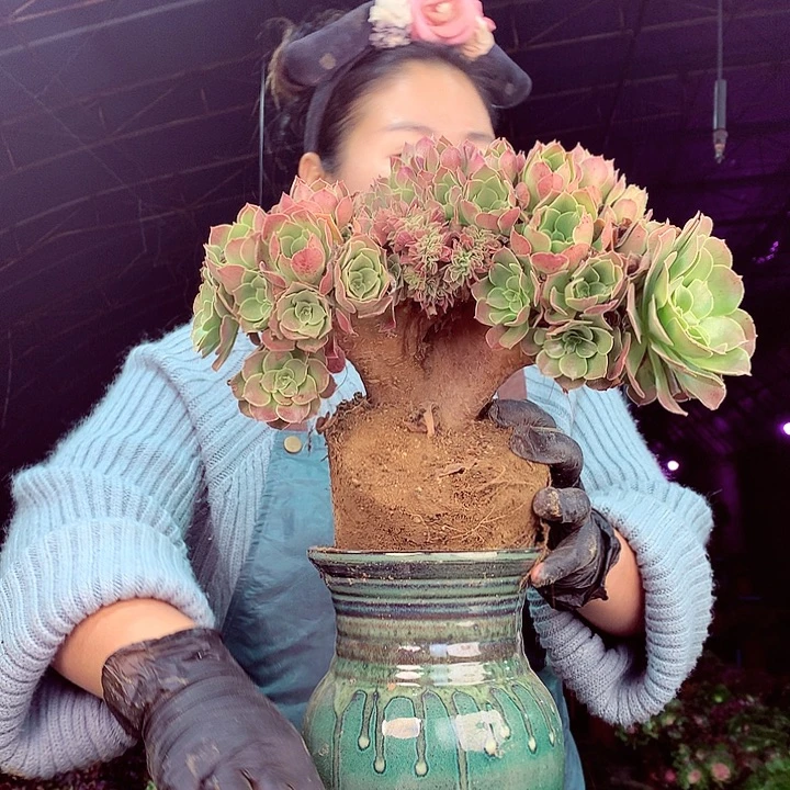 柒柒精品多肉脱土发货不包断侧枝S49