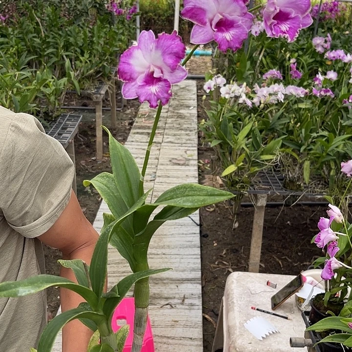 完全开放泼墨卡娜108