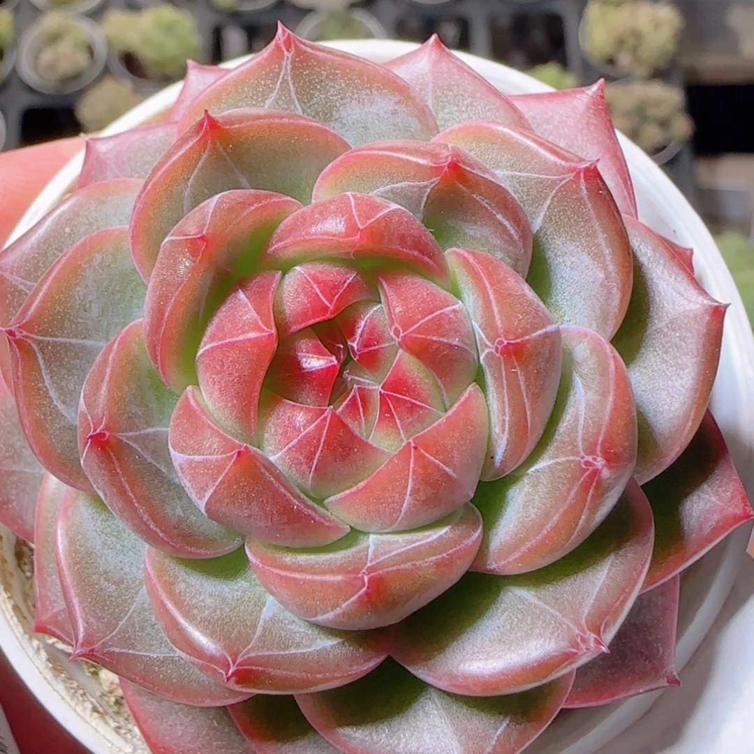 花语逸镜1031-308钻石珍妮