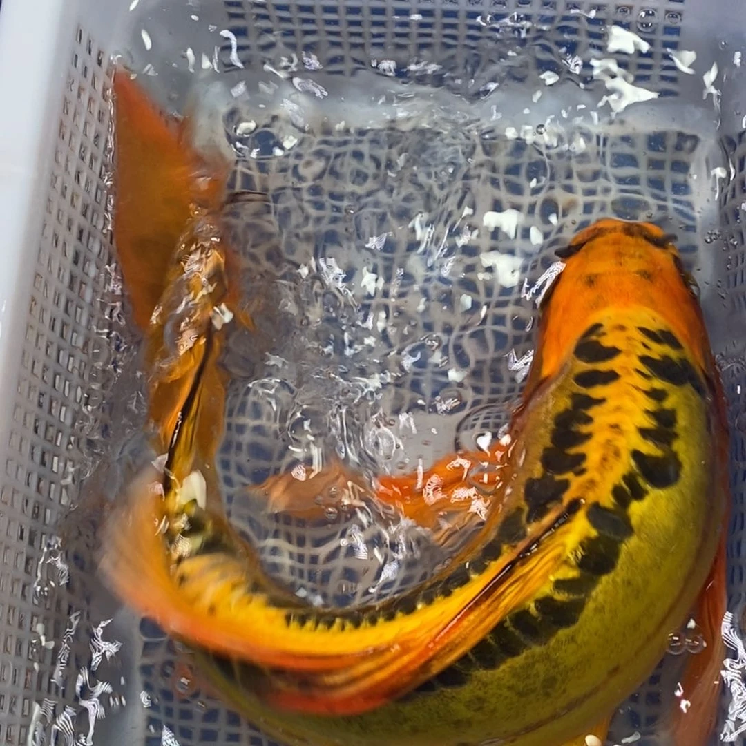 锦鲤冷水锦鲤包邮