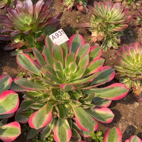 多肉植物妖月捧花