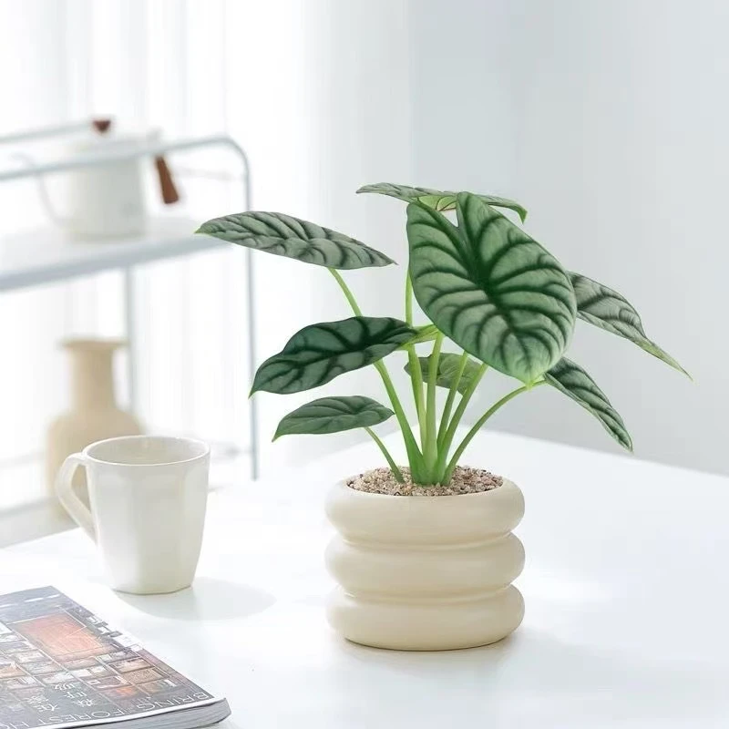 【带盆发货】白犀牛海芋盆栽北欧ins风室内客厅绿植桌面高级小盆景