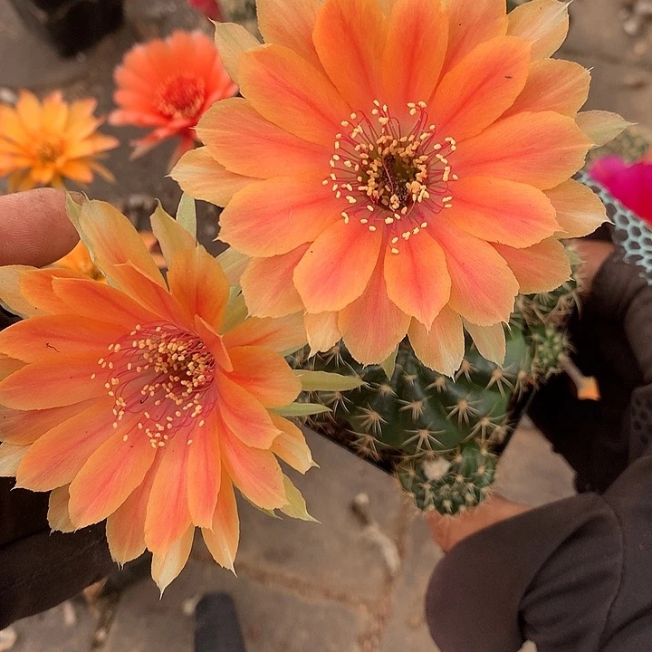 742 实生丽花7厘米盆