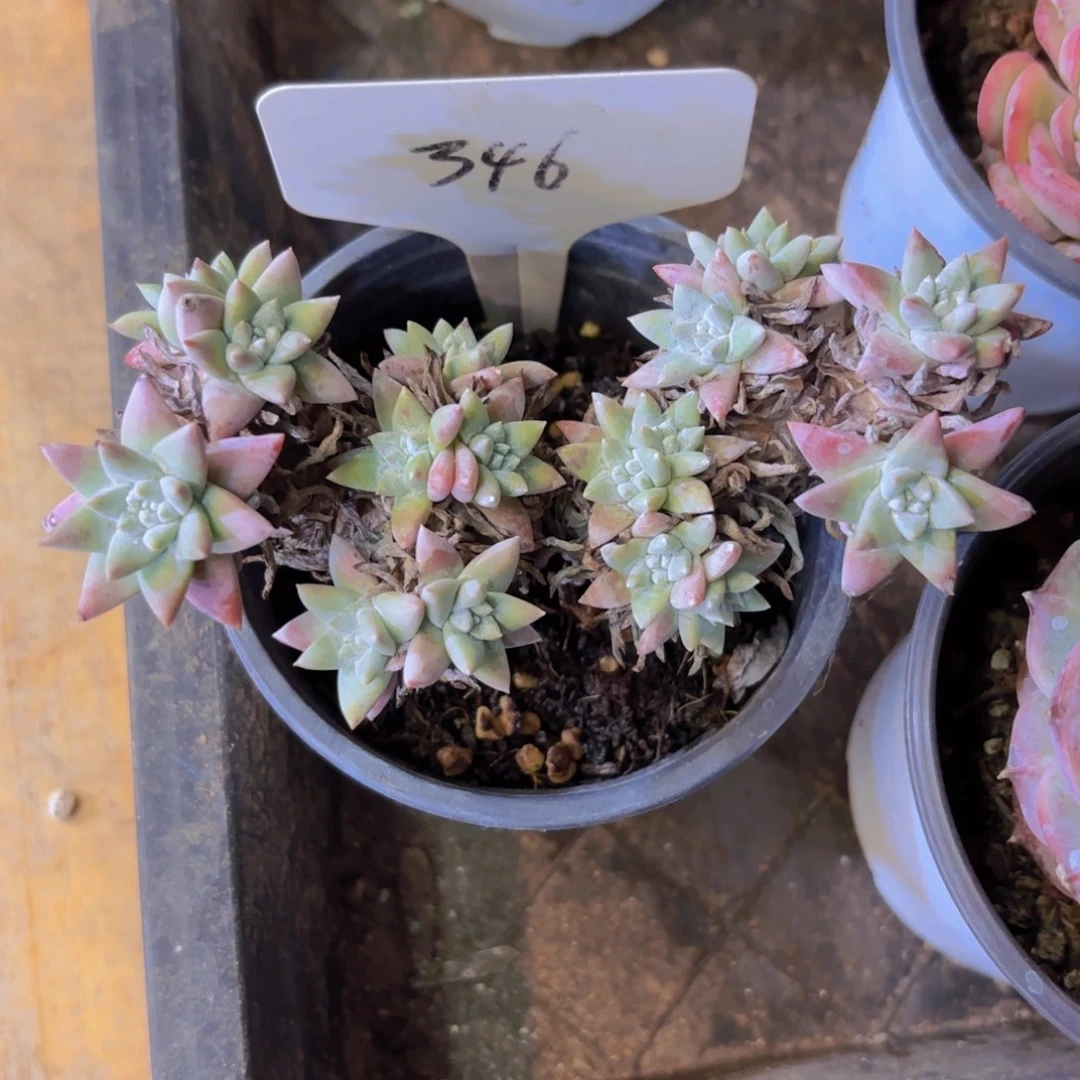 ****丢云南金致家精品多肉