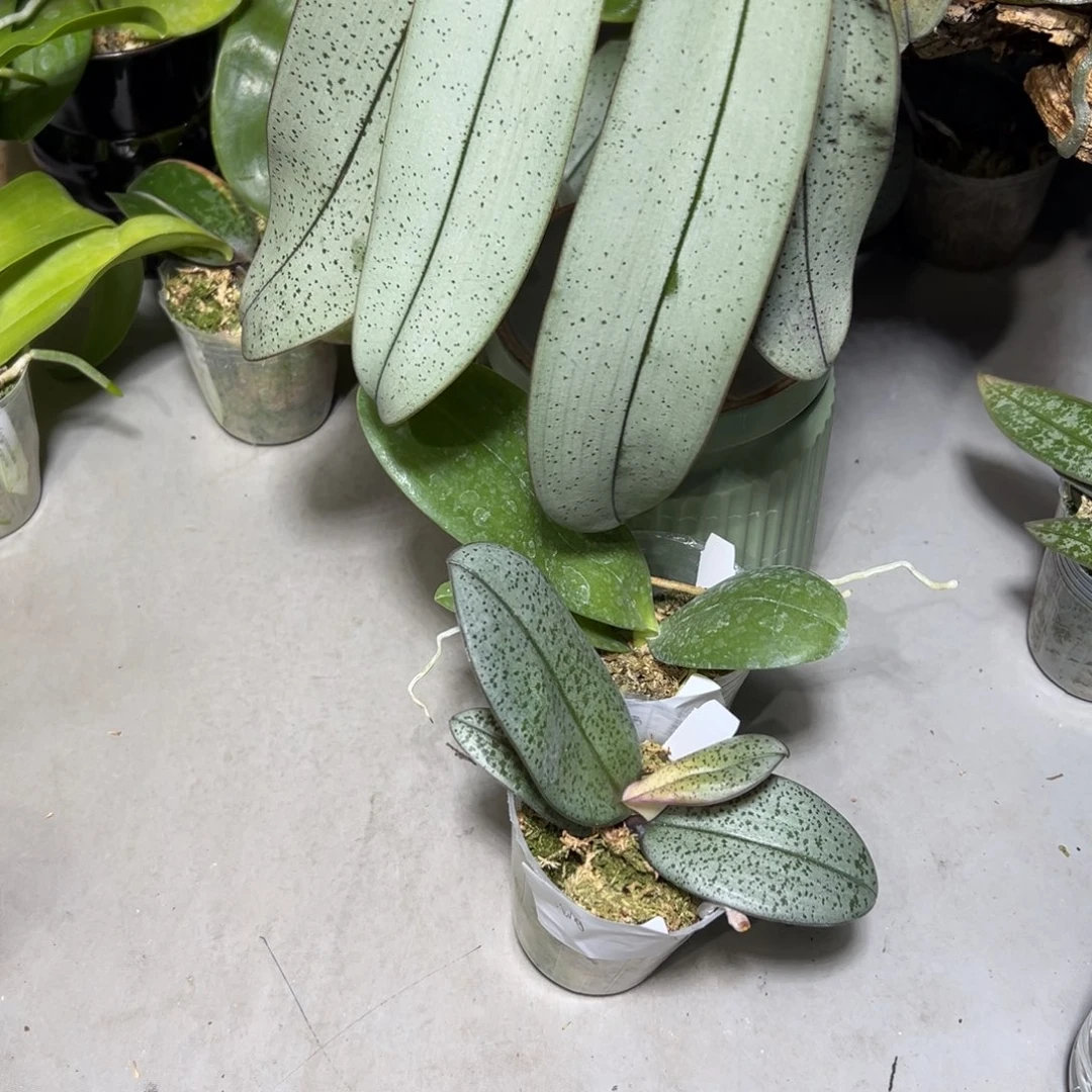 沧***生大部分开放少量花苞