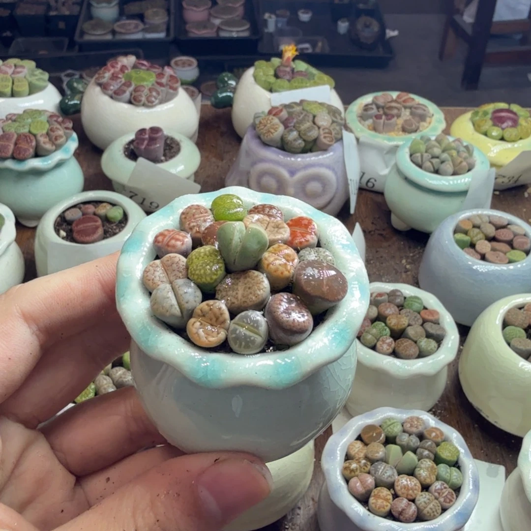 多肉葡萄的味道真的是739