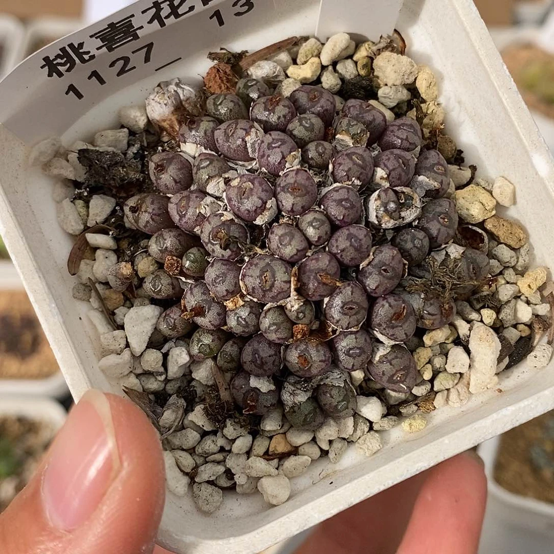 27-13-小型肉锥福利。