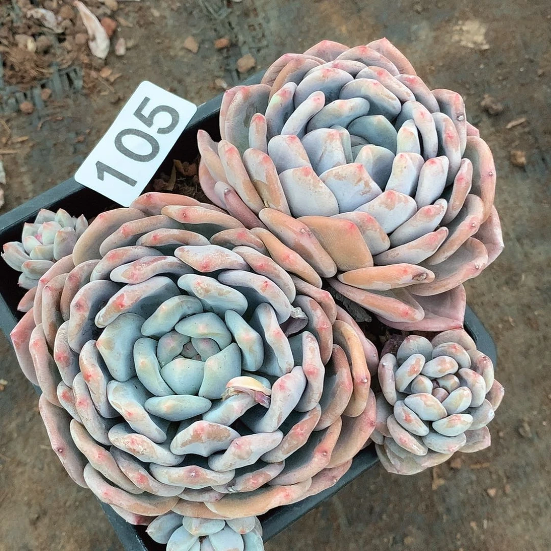 105奥橙一物一拍多肉