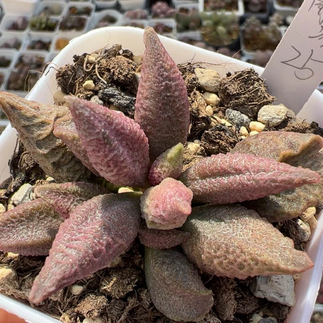 融化纹冰激凌多肉植物水泡