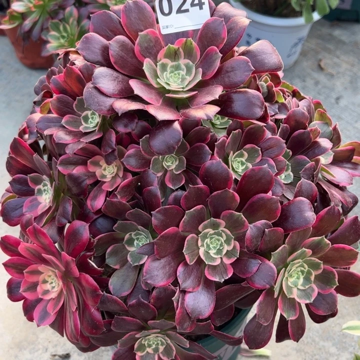 024金丝雀35厘米左右