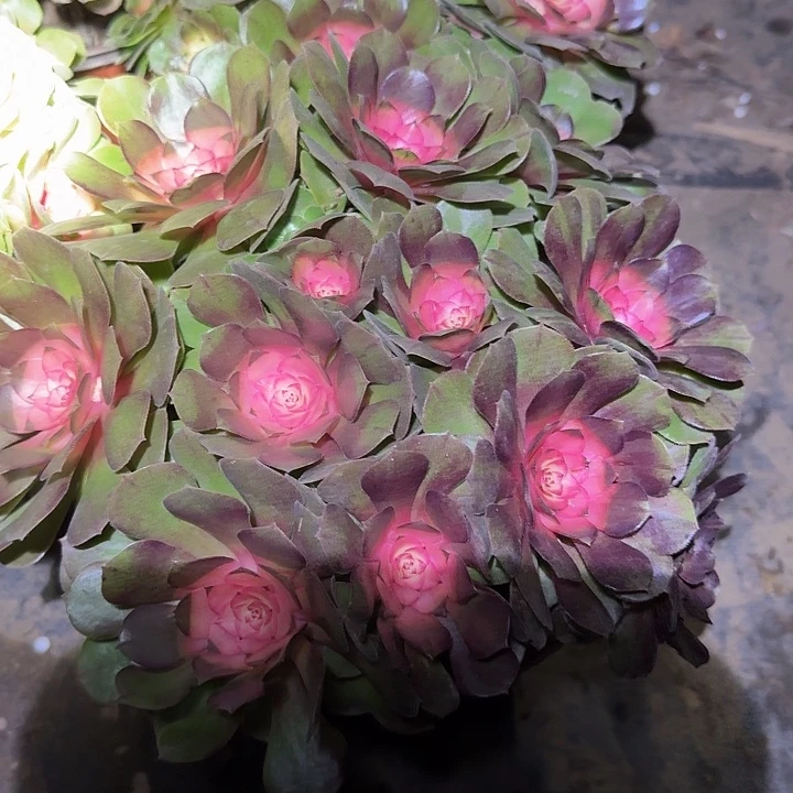 精品糖心沙拉碗朵朵亏本福利