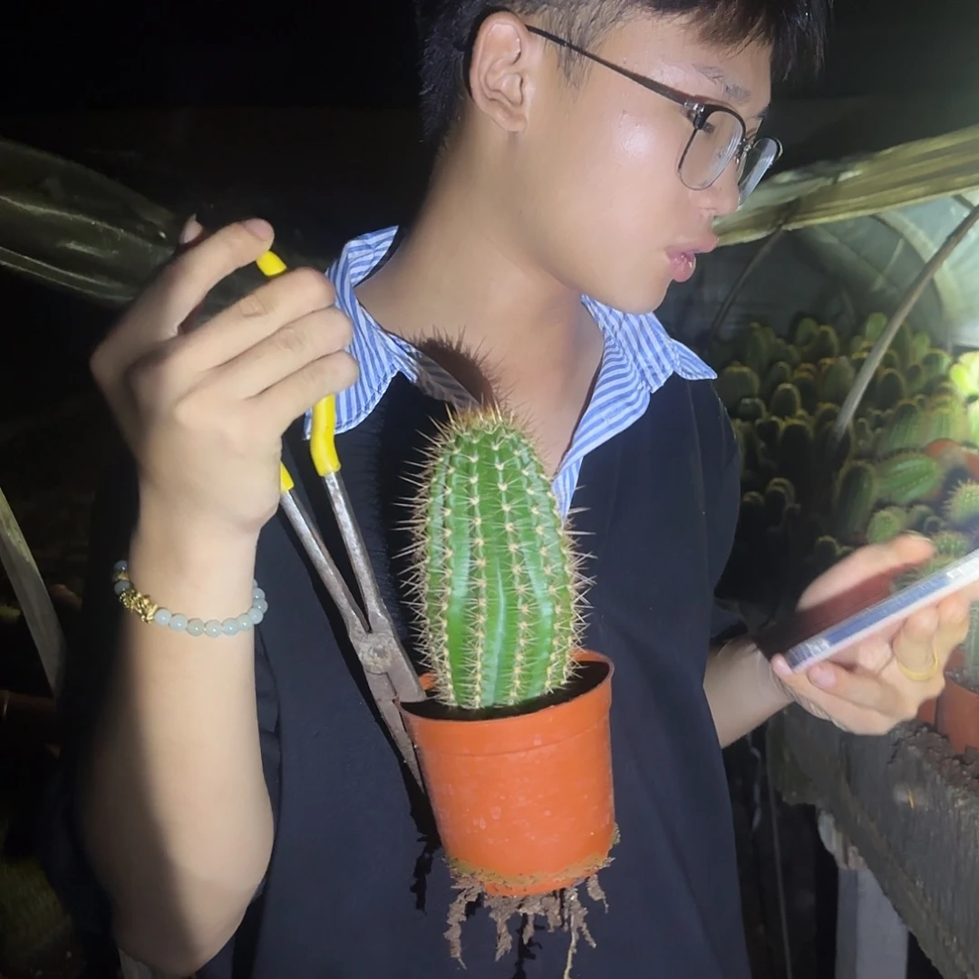 无花朵曙光实生根毛花柱，不保高度，脱土