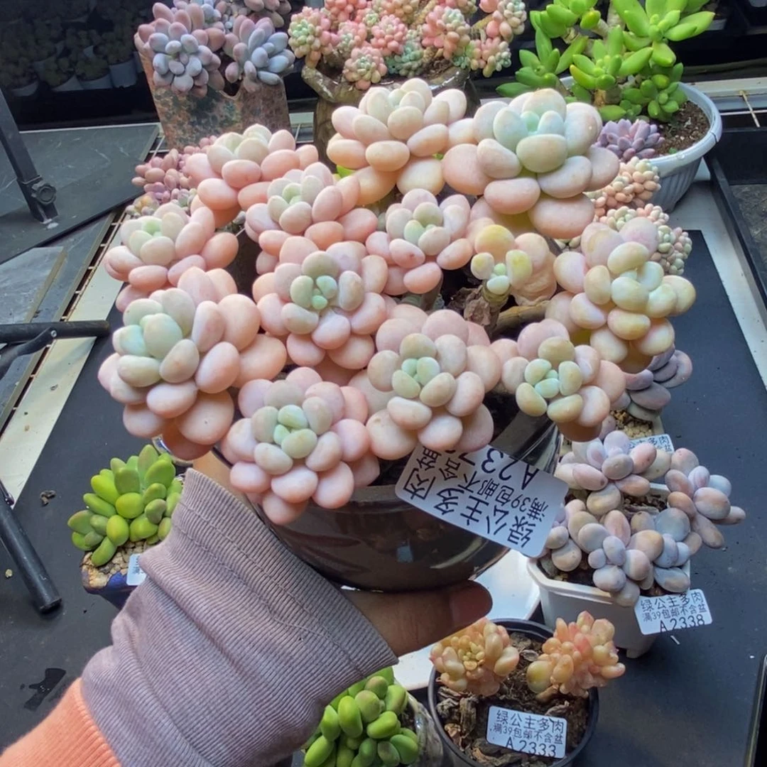 378洛可可多肉10c m