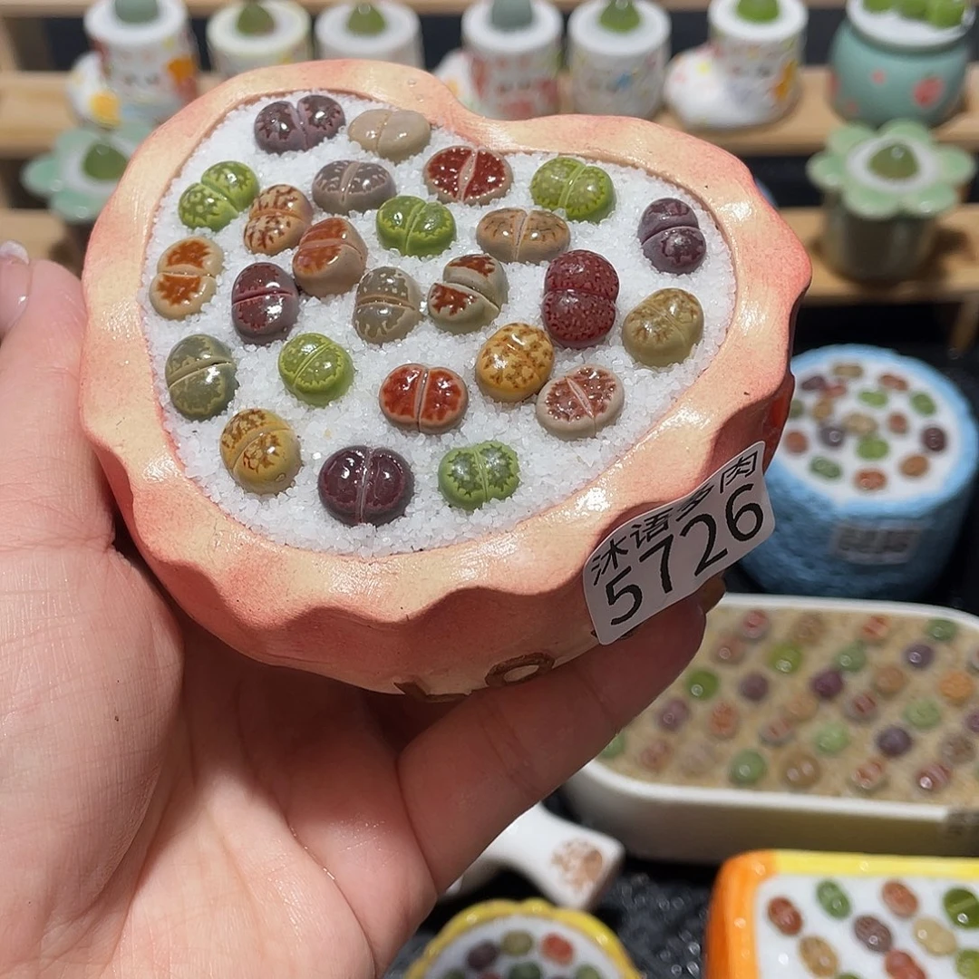 带盆土植物 一物一拍5726