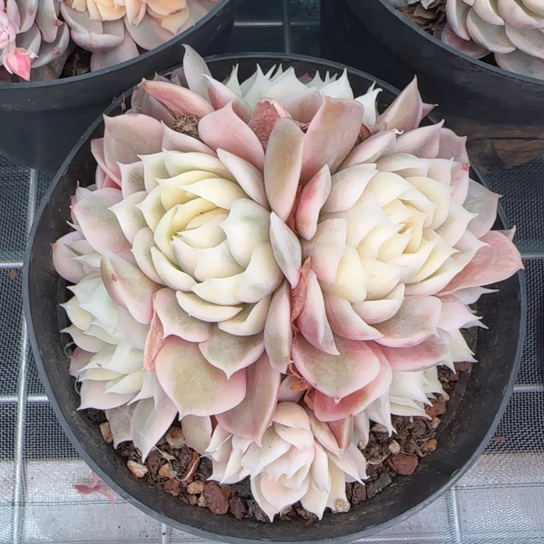 从前慢花园精选多肉昂斯诺锦群