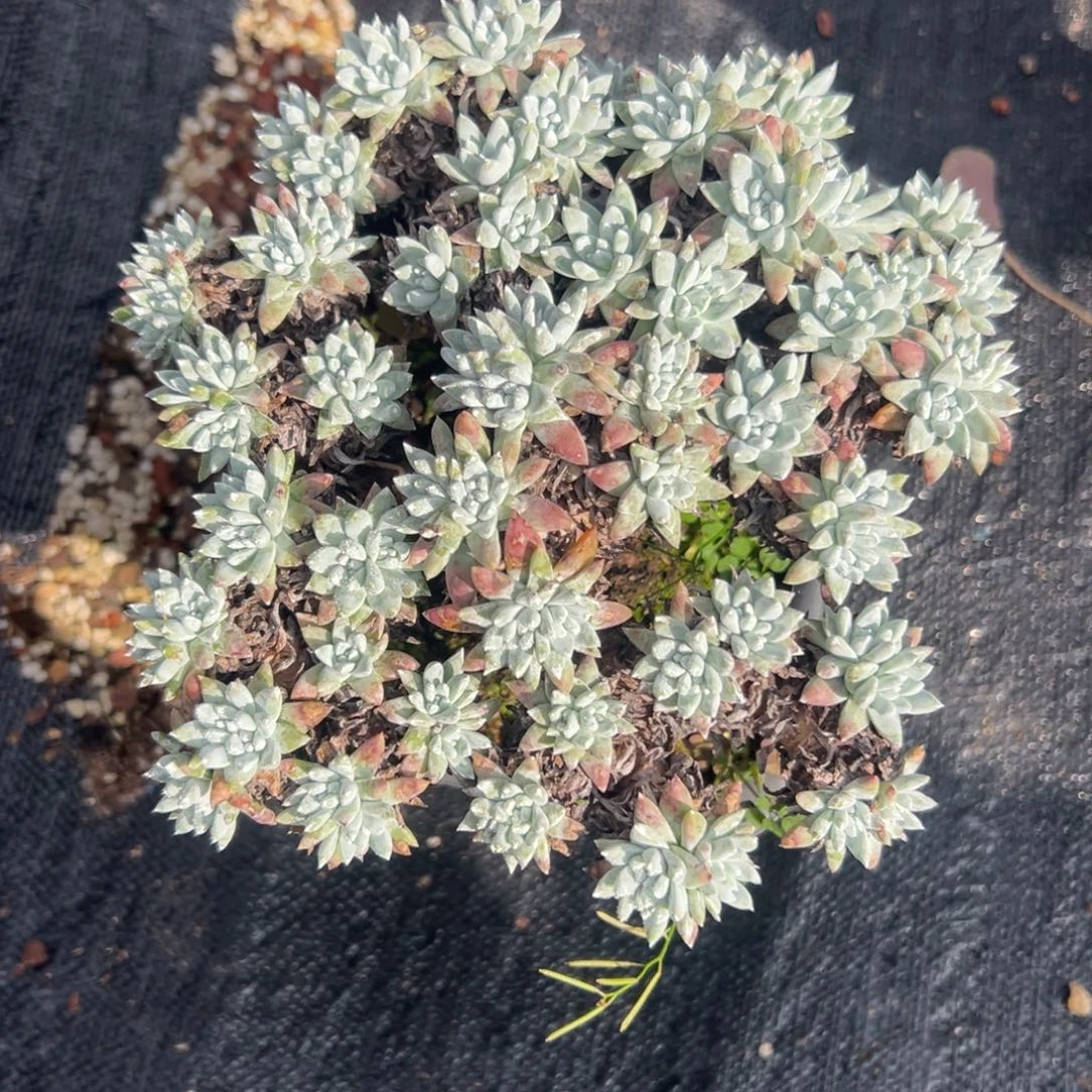 暖***杨谢谢姐姐～一物一拍538