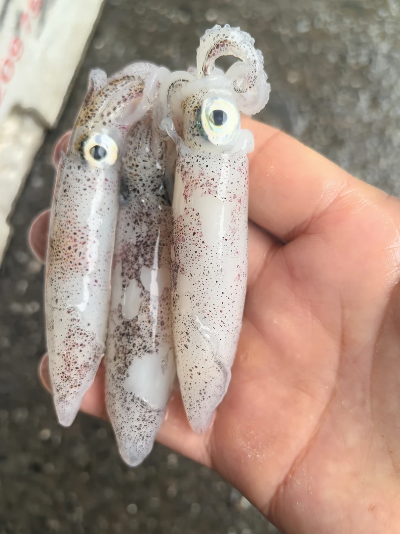 小鱿鱼仔40-50只 ，3斤起拍，省外加多30元