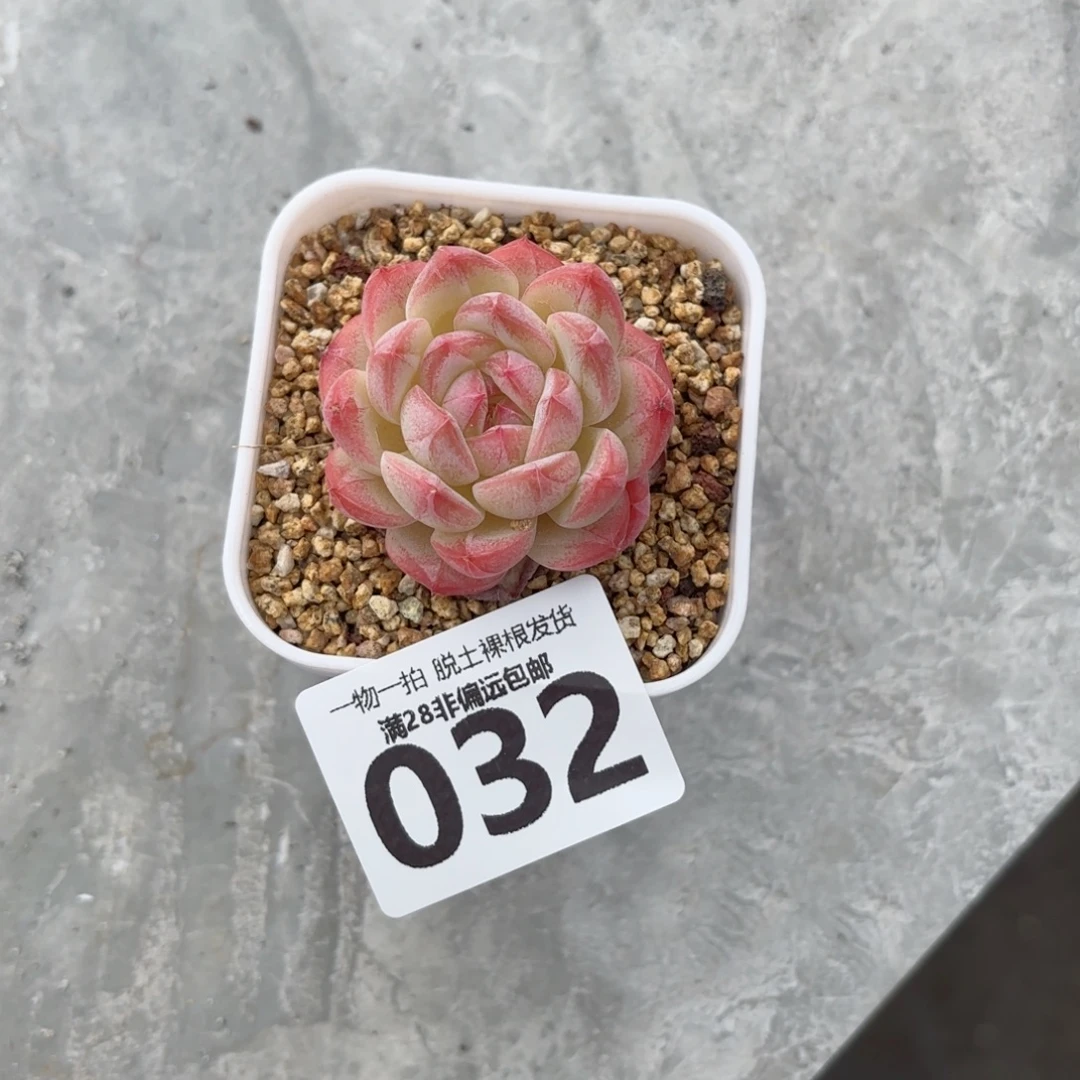 美梦单头无盆土发货