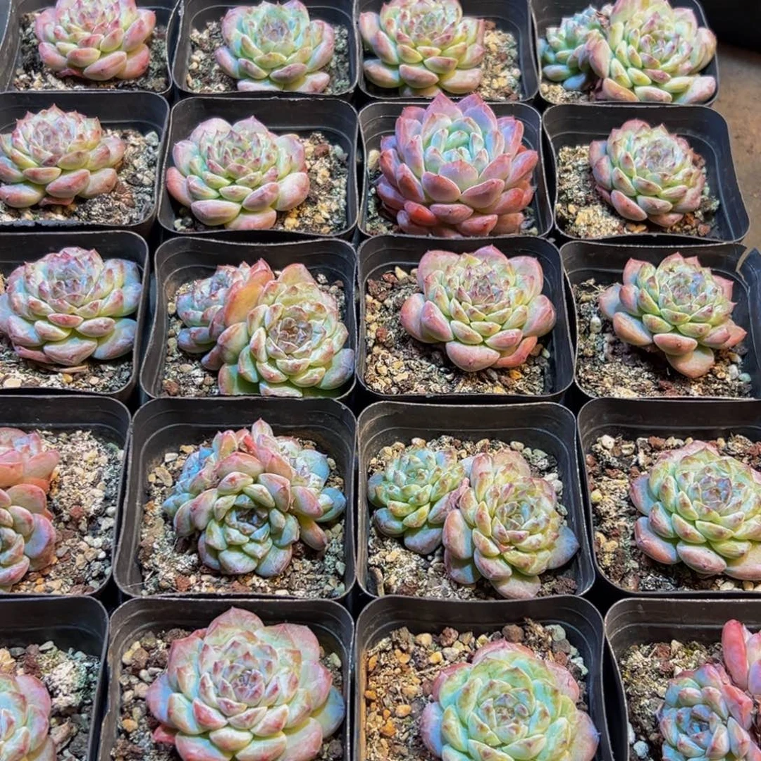 662多肉植物和植物在这里