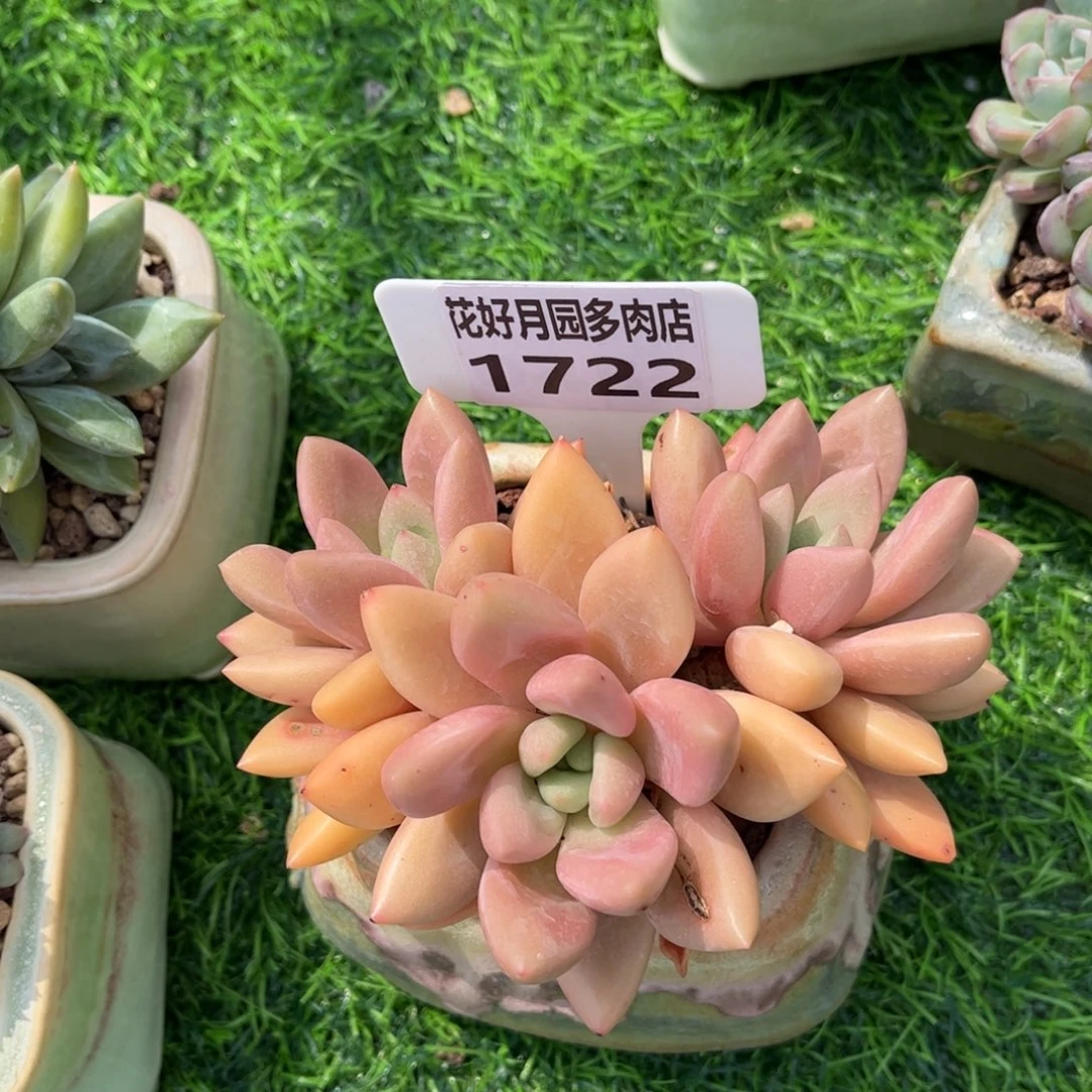 多肉植物1722不带盆