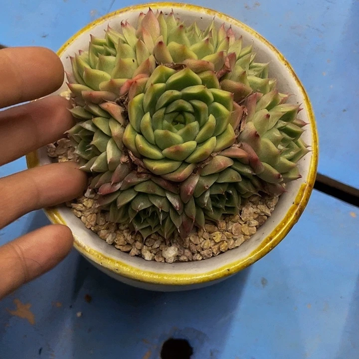 珍妮一物一拍哦哦